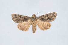 Acronicta rumicis