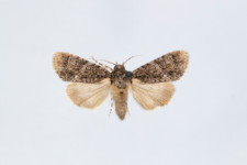 Acronicta rumicis