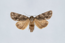Acronicta rumicis