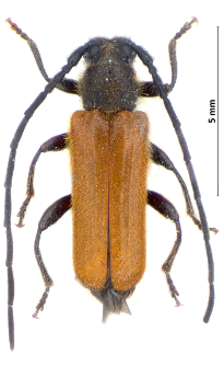 Anisarthron barbipes (Schrank von Paula, 1781)