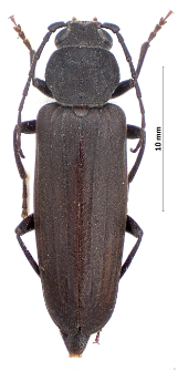 Arhopalus ferus (M.E. Mulsant, 1839)