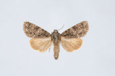 Acronicta rumicis