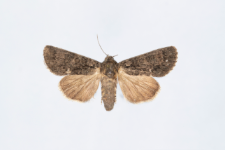 Acronicta rumicis