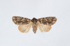 Acronicta rumicis