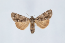Acronicta rumicis