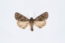 Acronicta rumicis