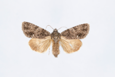 Acronicta rumicis