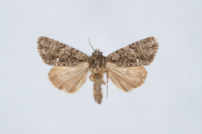 Acronicta rumicis