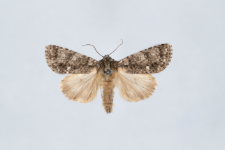 Acronicta rumicis