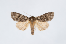 Acronicta rumicis