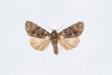 Acronicta rumicis