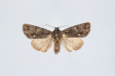 Acronicta rumicis