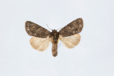 Acronicta rumicis