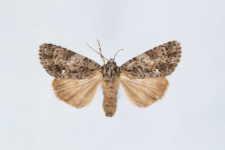 Acronicta rumicis