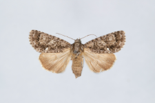Acronicta rumicis