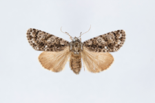 Acronicta rumicis