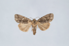 Acronicta rumicis