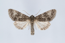 Acronicta megacephala