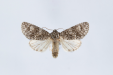 Acronicta megacephala