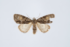 Acronicta srigosa