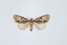 Acronicta srigosa