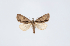 Acronicta srigosa