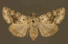 Hecatera bicolorata (Hufnagel, 1766)