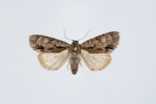 Acronicta srigosa