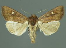 Helotropha leucostigma (Hübner, 1808)