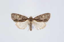 Acronicta srigosa