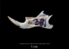 Apodemus sylvaticus