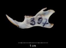 Apodemus sylvaticus