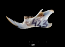 Apodemus sylvaticus
