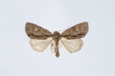 Acronicta srigosa