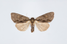 Acronicta srigosa