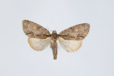 Acronicta srigosa