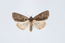 Acronicta srigosa