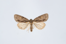 Acronicta srigosa