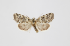 Bryophila demestica