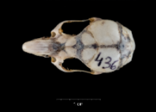 Apodemus sylvaticus