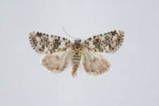Bryophila demestica