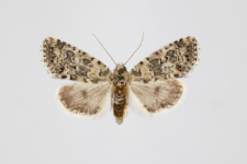 Bryophila demestica