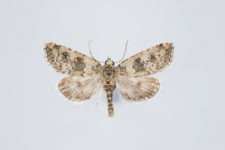 Bryophila demestica