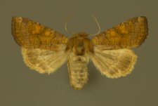 Amphipoea lucens (Freyer, 1845)