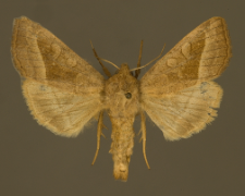 Hydraecia micacea (Esper, 1789)