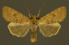 Agrochola circellaris (Hufnagel, 1766)