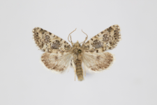 Bryophila demestica