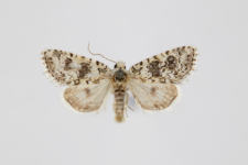 Bryophila demestica