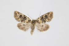 Bryophila demestica