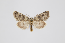 Bryophila demestica
